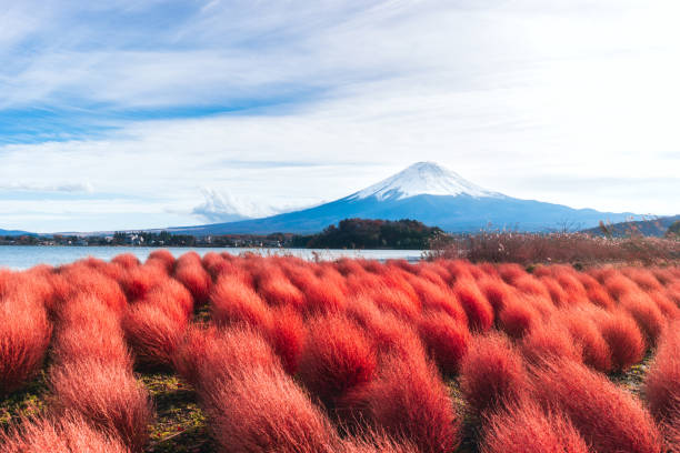 Journey to Japan: Unveiling Nature's Secrets for Your Skin